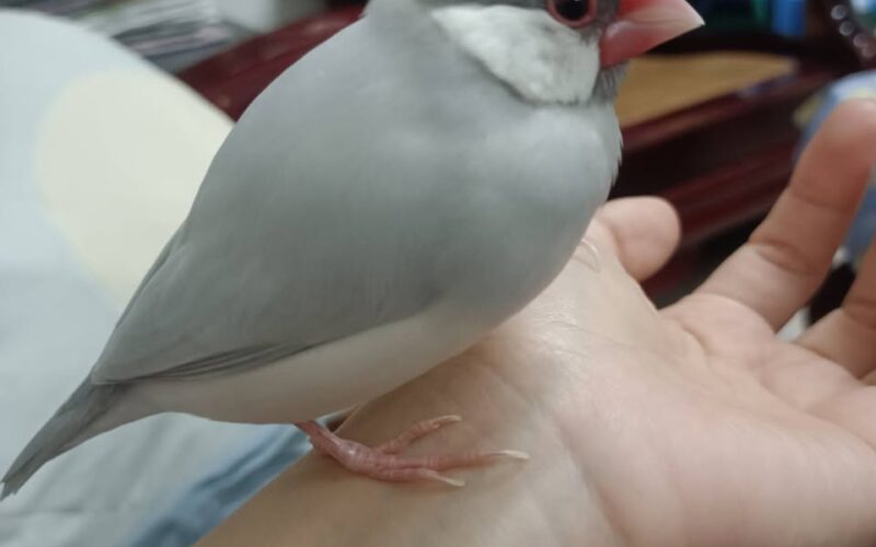 尋找文鳥~ 地點 台南市永康區 Yongkang , Tainan ,Java Sparrow
