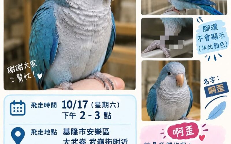 尋找和尚鸚鵡~ 地點 基隆市安樂區 Anle , Keelung ,Monk_parakeet
