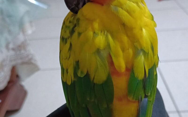 尋找鸚鵡~ 地點 桃園市新屋區 Xinwu , Taoyuan ,Parrot