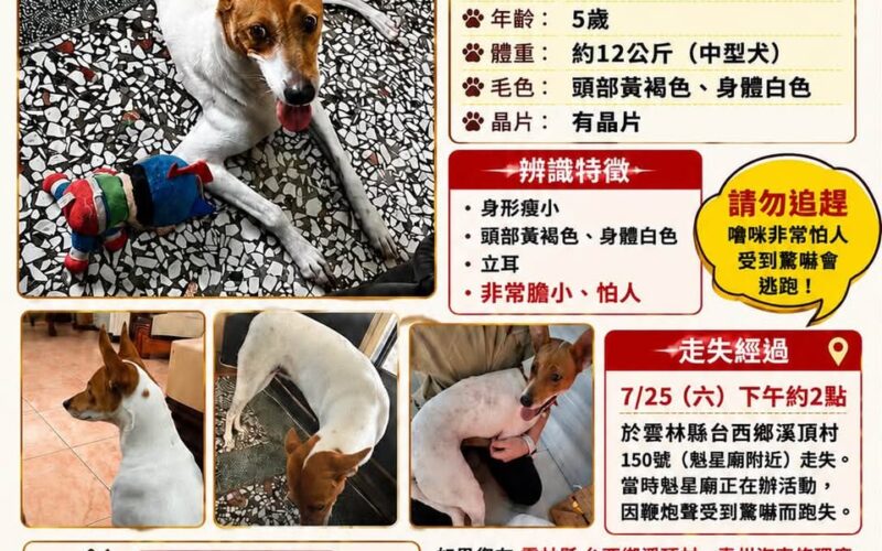 尋找狗狗~嚕咪 地點 雲林縣台西鄉 Taixi , Yunlin