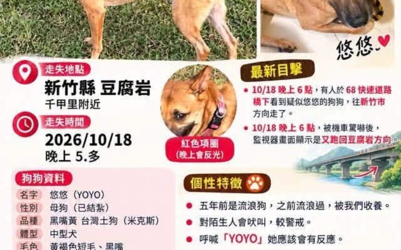 尋找狗狗~悠悠 地點 新竹縣竹北市 Zhubei , Hsinchu